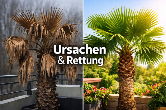 Palme bekommt braune Blätter im Winter? 🌴 Hilfe & Rettung