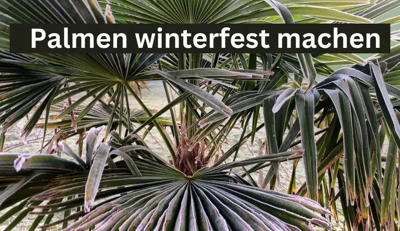 Palmen auf den Winter vorbereiten