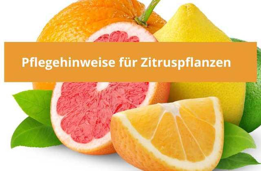 Pflegehinweise für Zitruspflanzen - Flora Boost