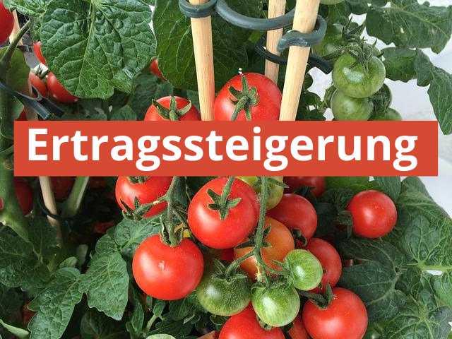 Tomaten Pflanzen mehr Ertrag mit Flora Boost - Flora Boost