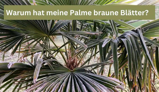 Warum hat meine winterharte Palme braune Blätter? - Flora Boost
