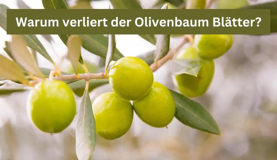 Warum verliert mein Olivenbaum die Blätter und was kann ich dagegen tun? - Flora Boost