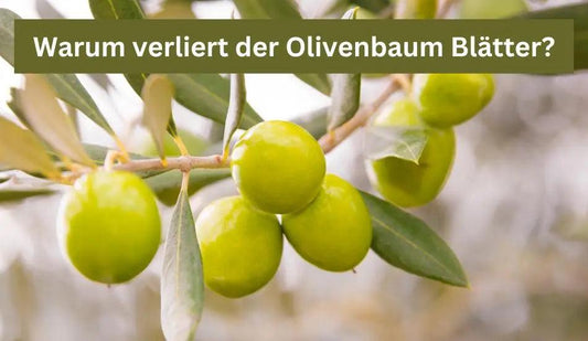 Warum verliert mein Olivenbaum die Blätter und was kann ich dagegen tun? - Flora Boost