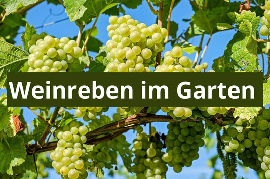 Weinreben im Garten - Flora Boost