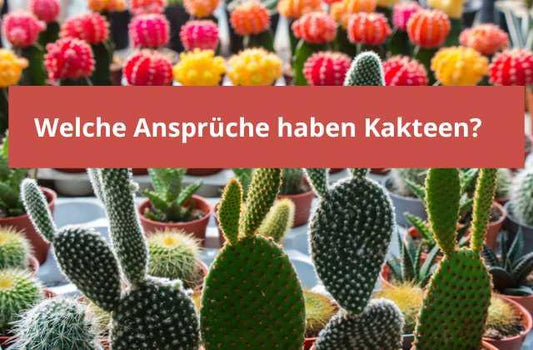 Welche Ansprüche haben Kakteen? - Flora Boost