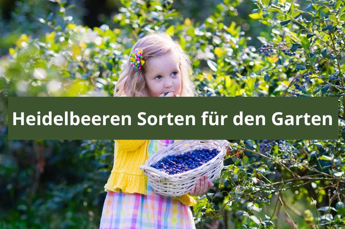 Welche Heidelbeer Sorten eignen sich für den Garten? - Flora Boost