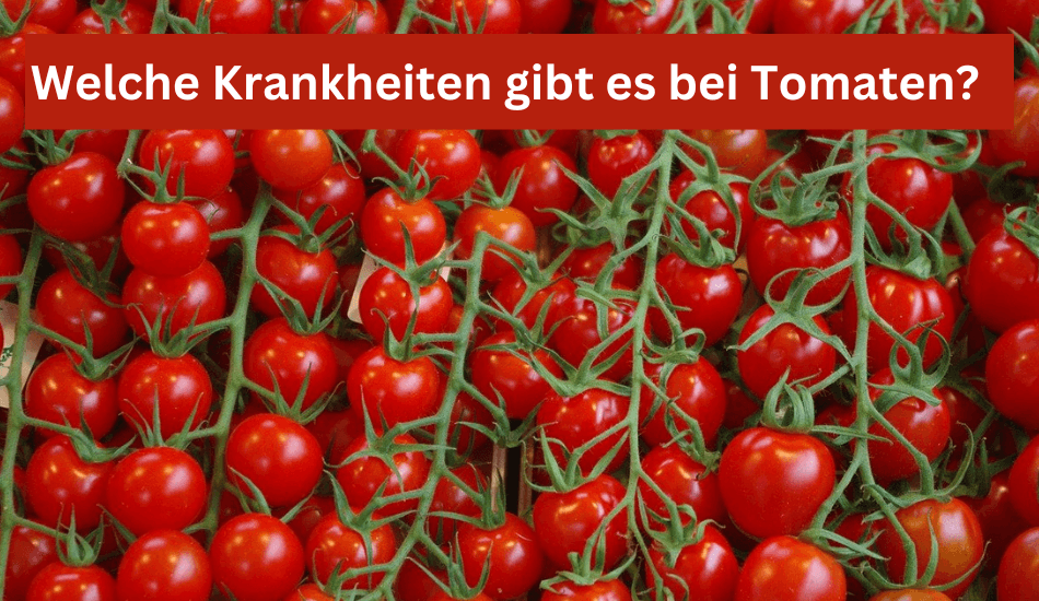 Welche Krankheiten gibt es bei Tomaten Pflanzen? - Flora Boost