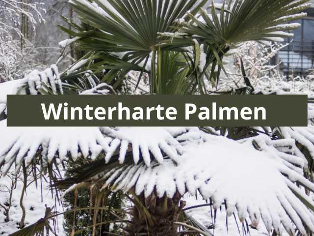Welche Palmen eignen sich für den Garten - Flora Boost