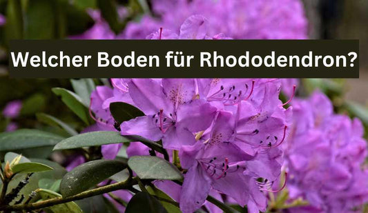 Welchen Boden braucht der Rhododendron? - Flora Boost