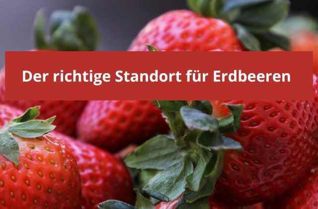 Welchen Standort brauchen Erdbeeren? - Flora Boost