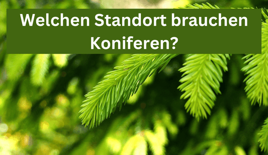 Welchen Standort brauchen Koniferen? - Flora Boost