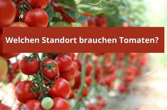 Welchen Standort brauchen Tomaten? - Flora Boost
