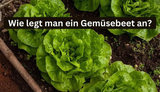 Wie legt man ein Gemüsebeet an? - Flora Boost