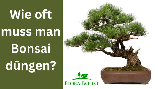 Wie oft muss man einen Bonsai düngen? - Flora Boost