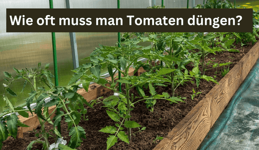 Wie oft muss man Tomaten düngen? - Flora Boost