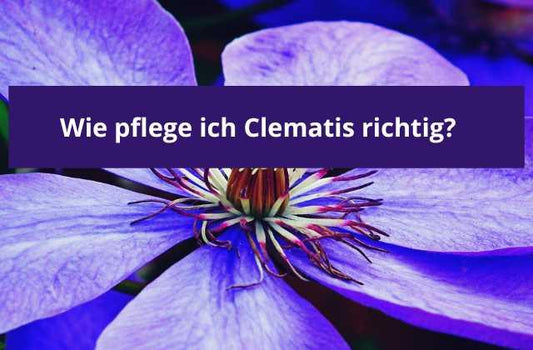 Wie pflege ich meine Clematis richtig? - Flora Boost