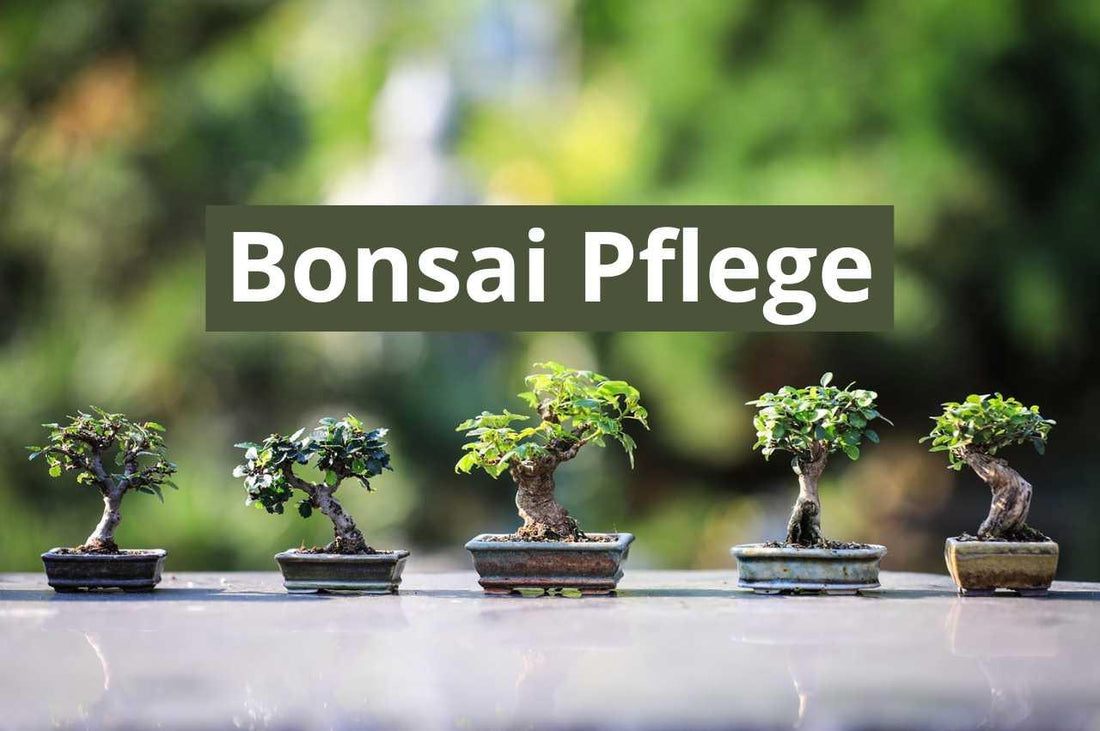 Wie werden Bonsais richtig gepflegt - Flora Boost