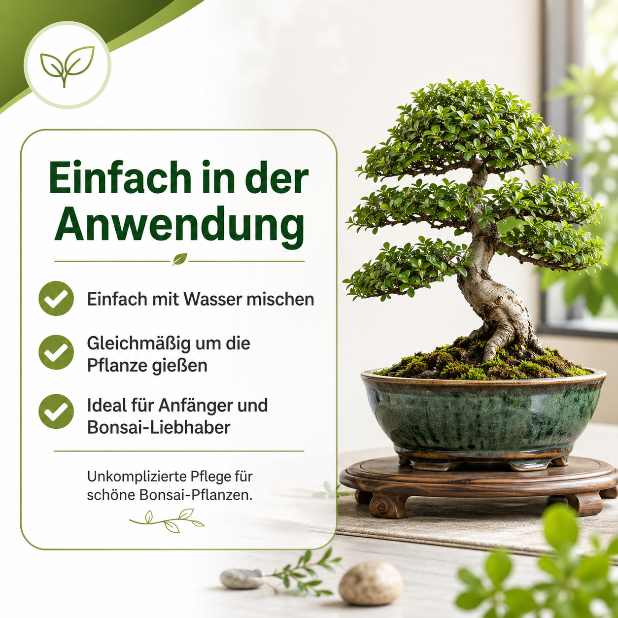 Bonsai Pflanze im hellen Raum als Symbol für natürliche Pflanzenpflege