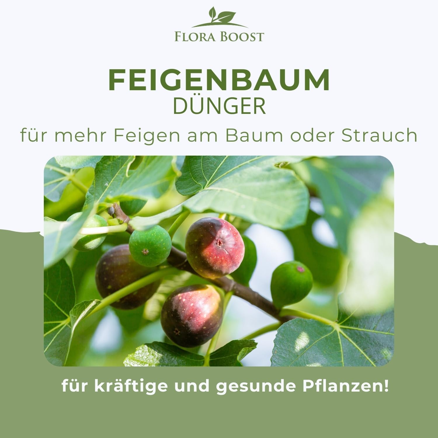Feigenbaum Dünger von Flora Boost für gesunde Obstbäume