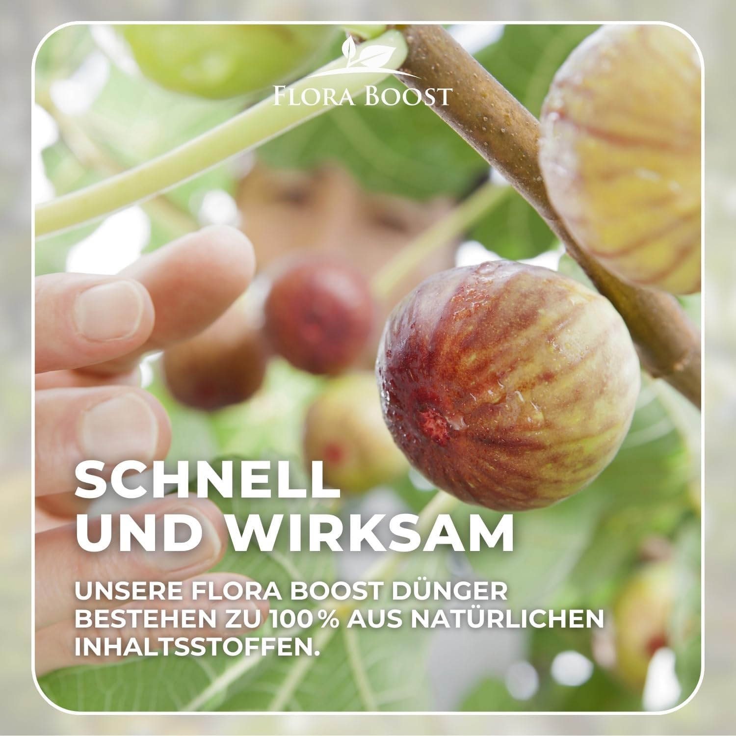 feigen dünger selber machen Feigenbaum Dünger von Flora Boost für gesunde Obstbäume