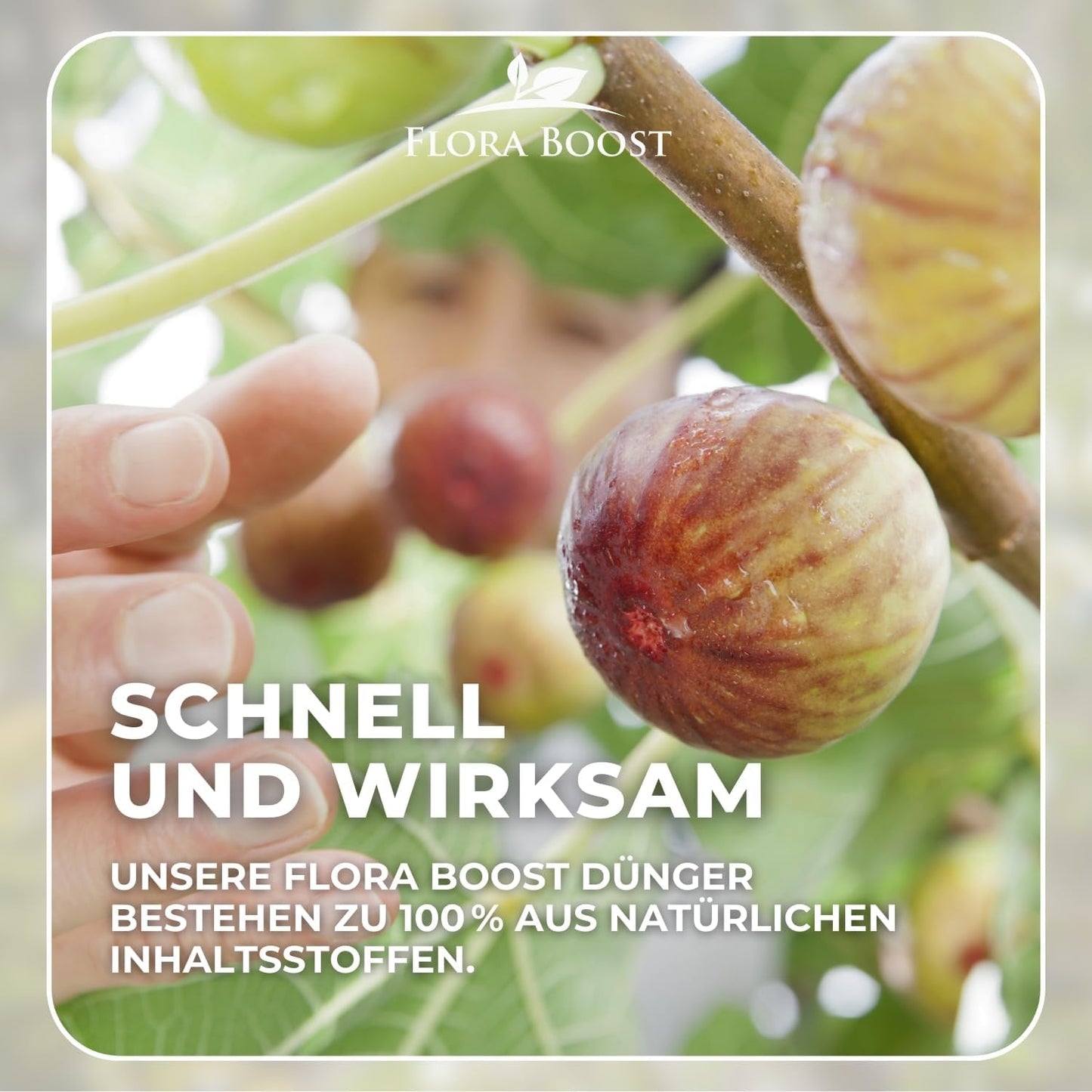 Feigenbaum Dünger von Flora Boost Flüssigdünger - Flora Boost