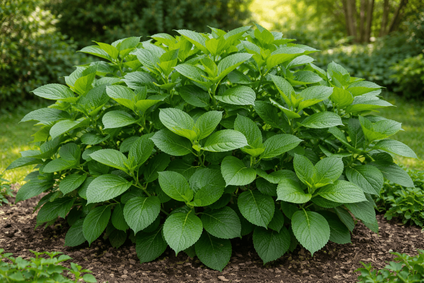 Hortensien Dünger mit Langzeitwirkung | Flora Boost PRO NPK 8 - 5 - 5 Gartendünger - Flora Boost