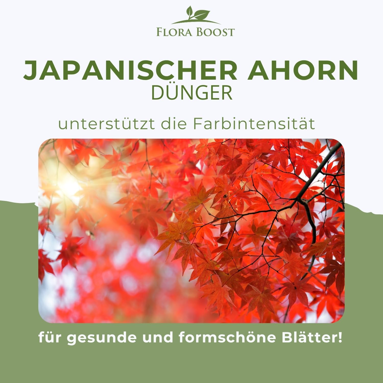 Japanischer Ahorn Dünger von Flora Boost für gesunde Fächerahorn-Pflanzen