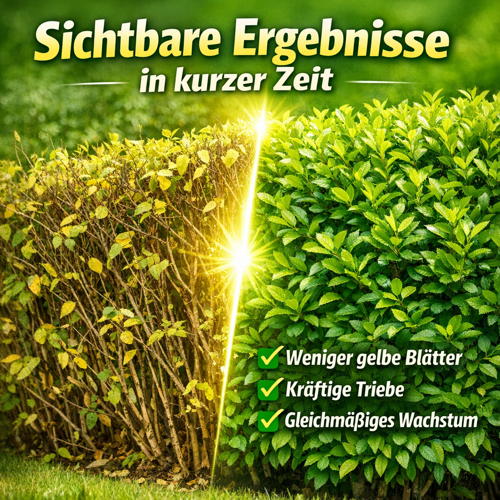 Verbessertes Wachstum von Kirschlorbeer durch gezielte Düngung mit kräftigen Trieben und weniger gelben Blättern