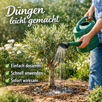 Olivenbaum düngen durch Gießen im Garten für gesundes Wachstum und starke Pflanzen