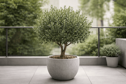 Olivenbaum Dünger mit Langzeitwirkung | Flora Boost PRO NPK 8 - 4 - 5 Gartendünger - Flora Boost