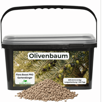Olivenbaum Dünger Langzeitwirkung