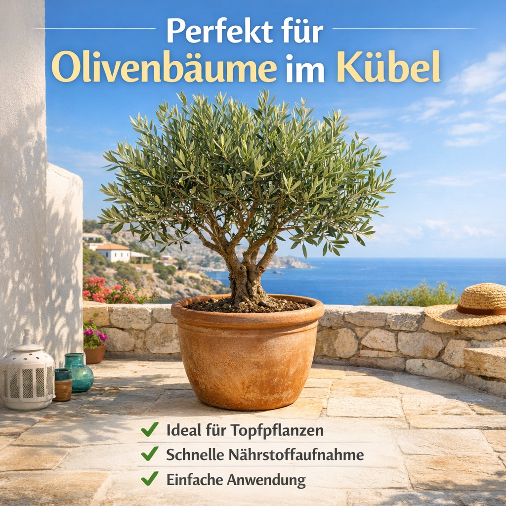 Olivenbaum im Topf auf Terrasse mit gesunden Blättern durch richtige Düngung