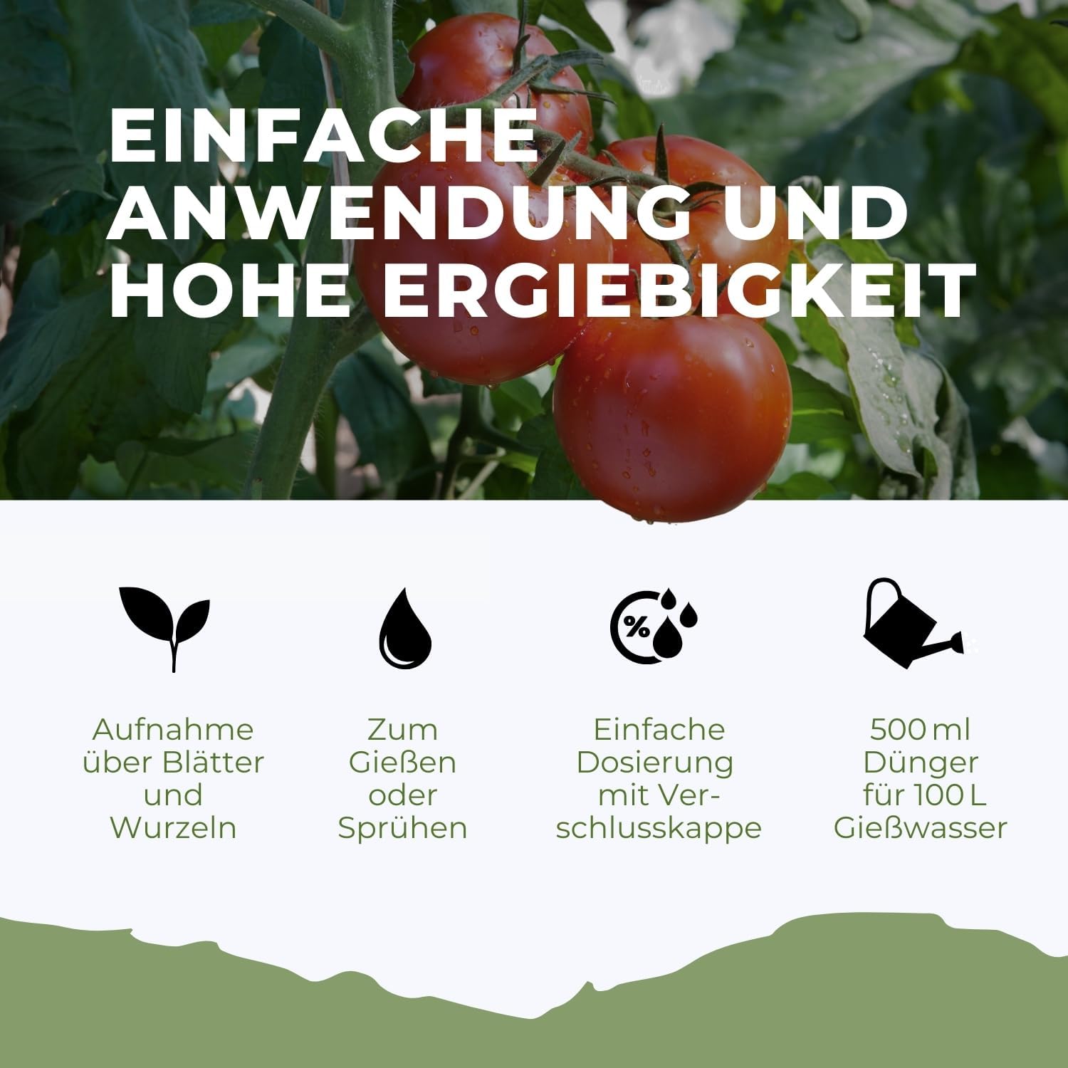 Tomaten Dünger für Ertrag