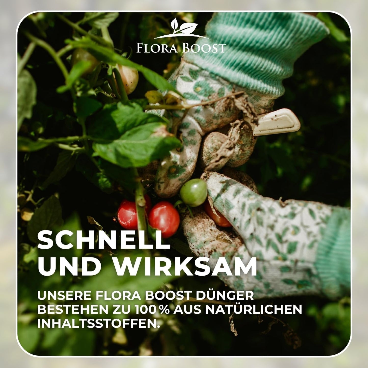 Tomaten Pflanzen Dünger für mehr Ertrag und gegen Krankheiten Flüssigdünger - Flora Boost
