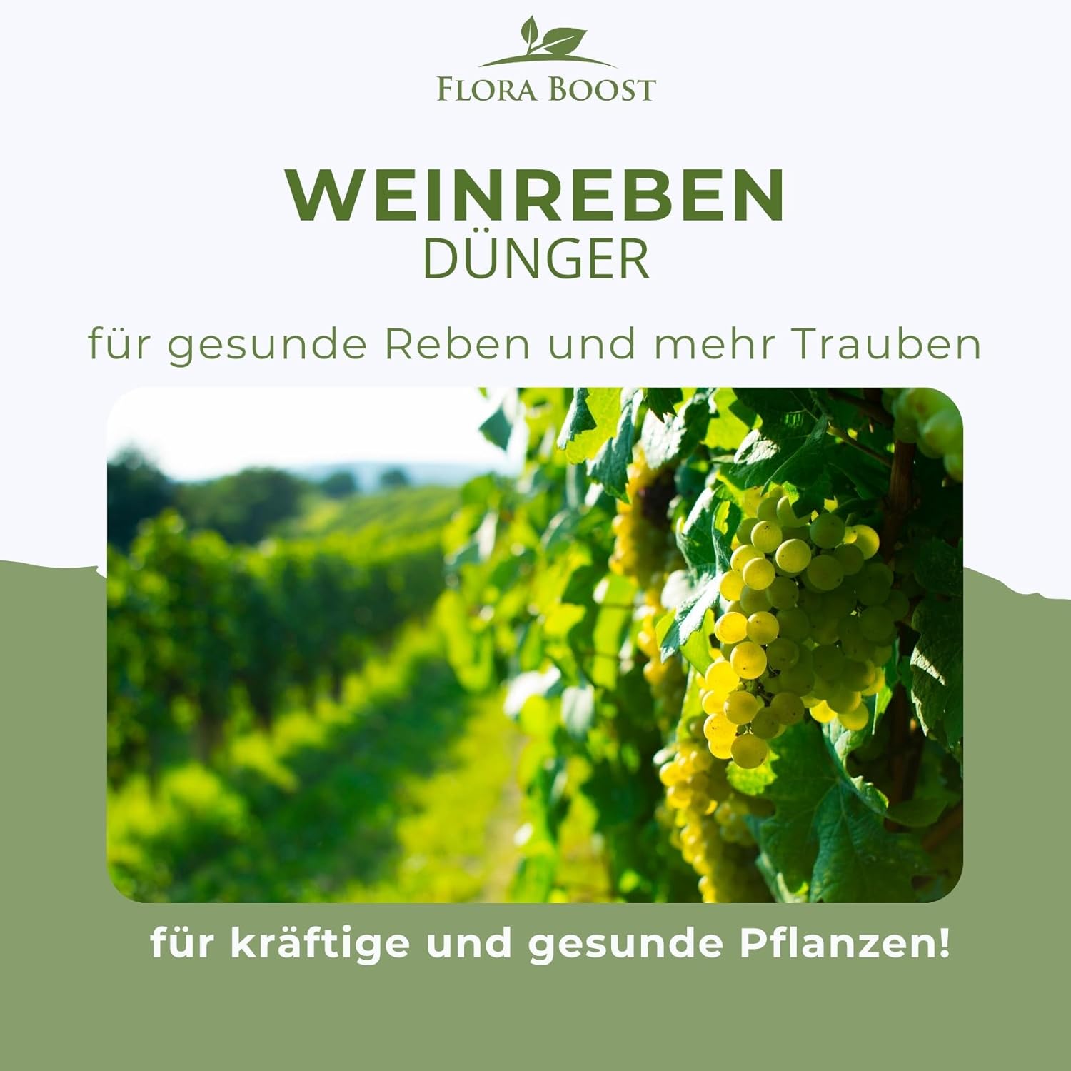 Weinreben Dünger von Flora Boost – Für gesundes Wachstum und kräftige  Trauben