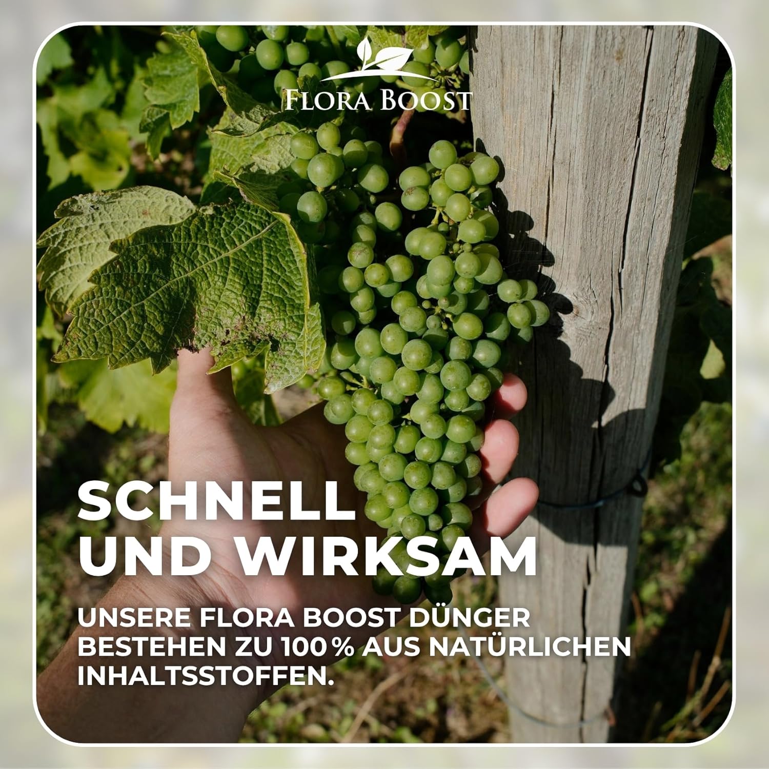 Weinreben Dünger von Flora Boost – Für gesundes Wachstum und kräftige  Trauben