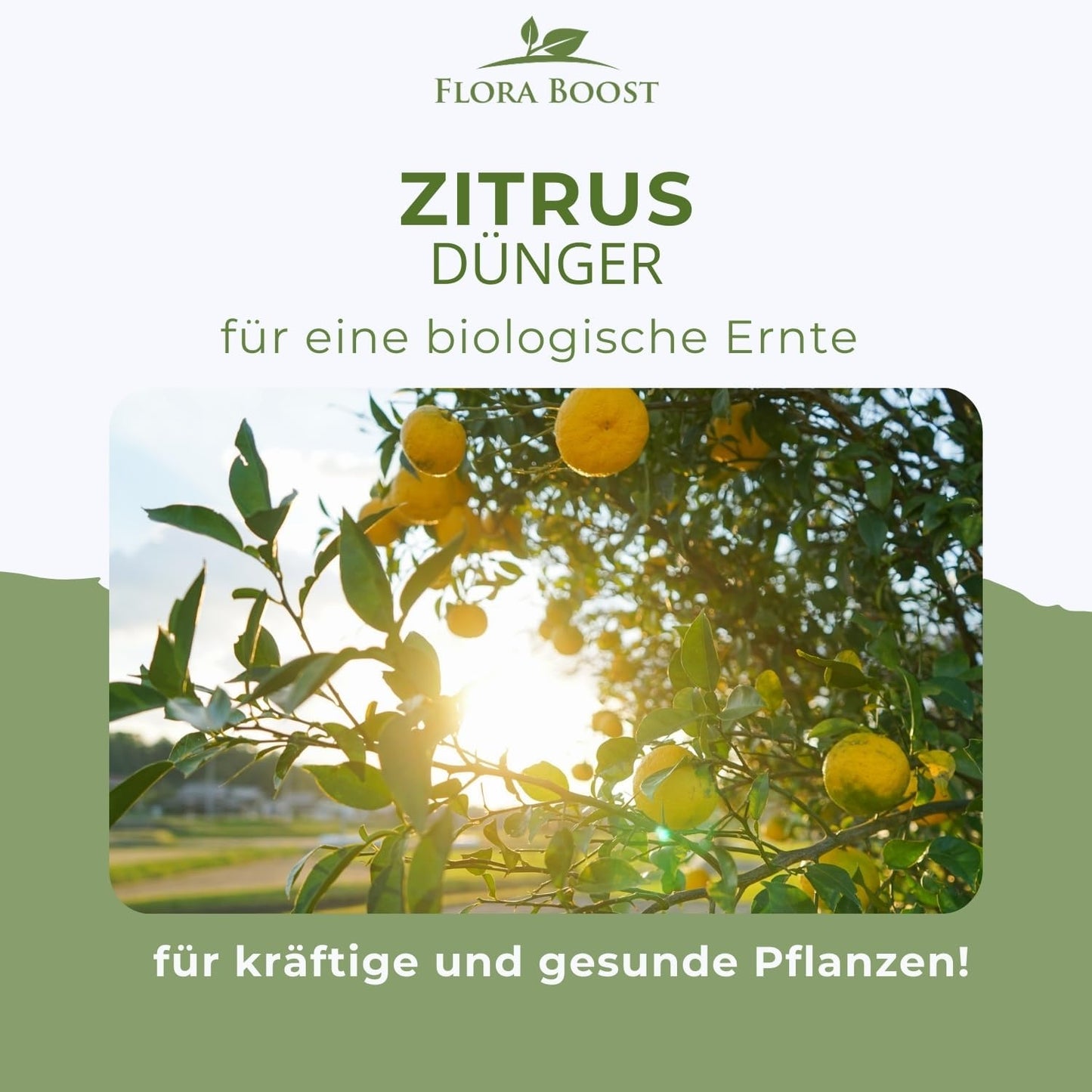 Zitrusdünger von Flora Boost – natürlich & effektiv