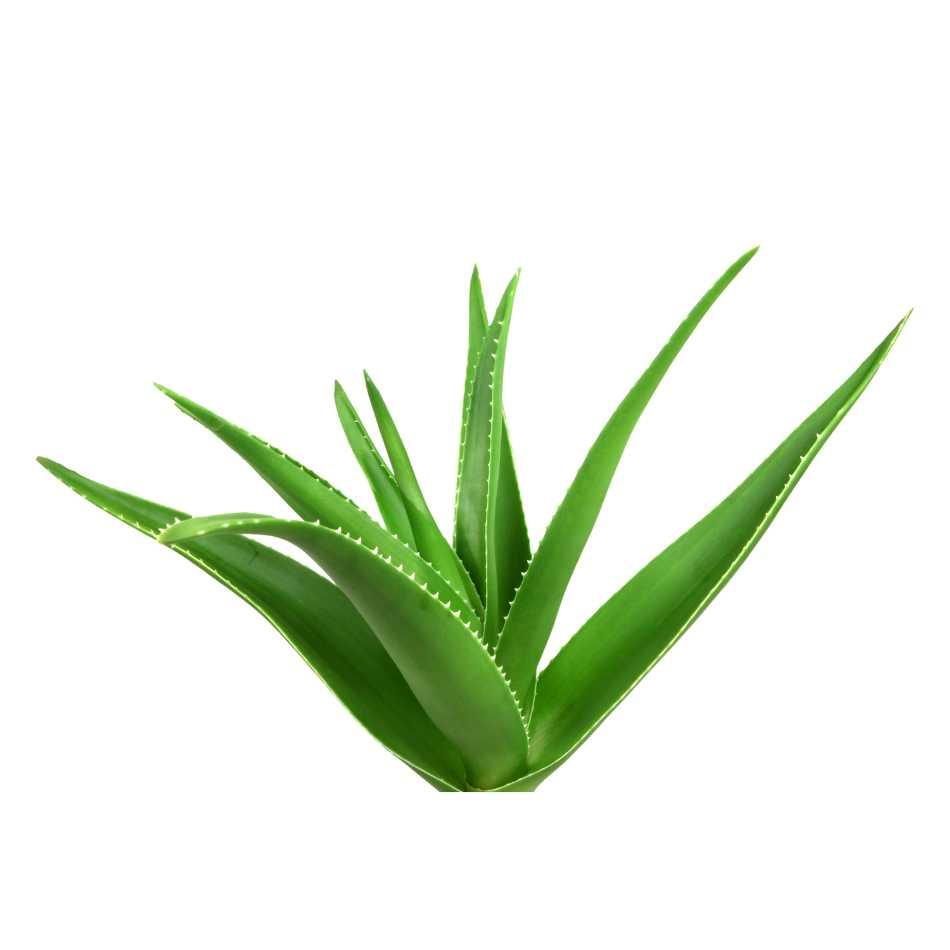 Aloe Vera Pflanze - Flora Boost