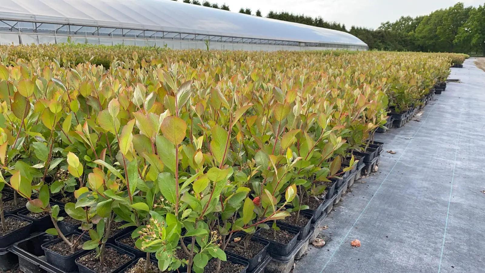 Aronia Pflanzen Aroniabeeren Strauch Sorte Nero - Flora Boost