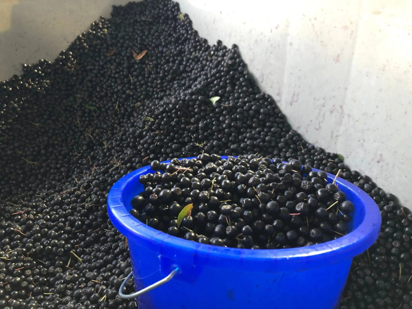 Aronia Pflanzen Aroniabeeren Strauch Sorte Nero - Flora Boost