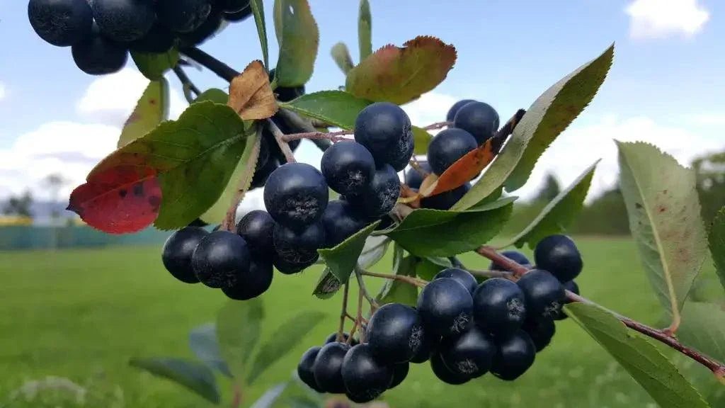 Aronia Pflanzen Aroniabeeren Strauch Sorte Nero - Flora Boost