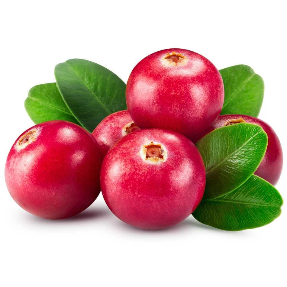 Cranberry Pflanzen ertragreichste Sorte - Flora Boost