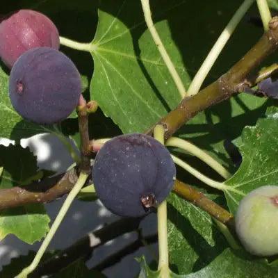 Feigen Strauch Brown Turkey - Flora Boost