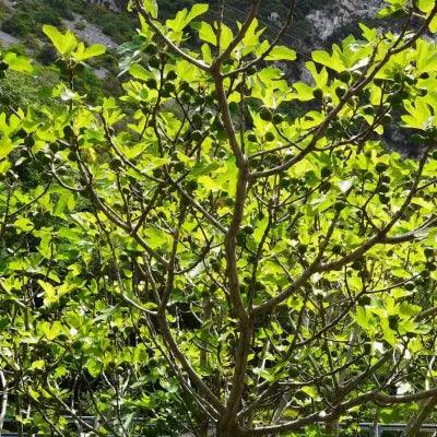 Feigen Strauch Brown Turkey - Flora Boost