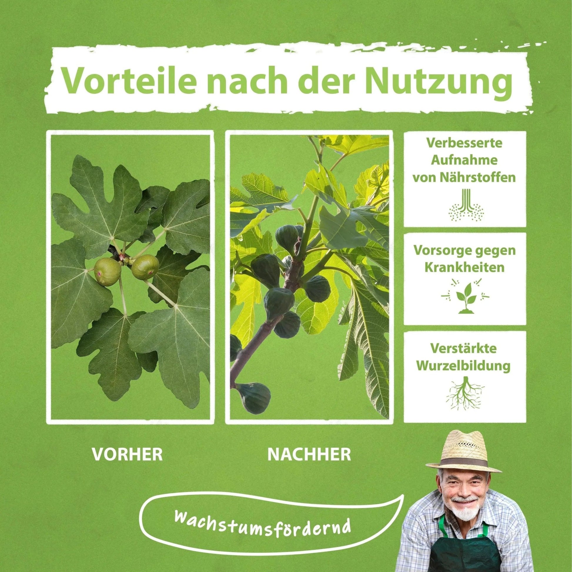 Feigenbaum Dünger von Flora Boost Flüssigdünger - Flora Boost