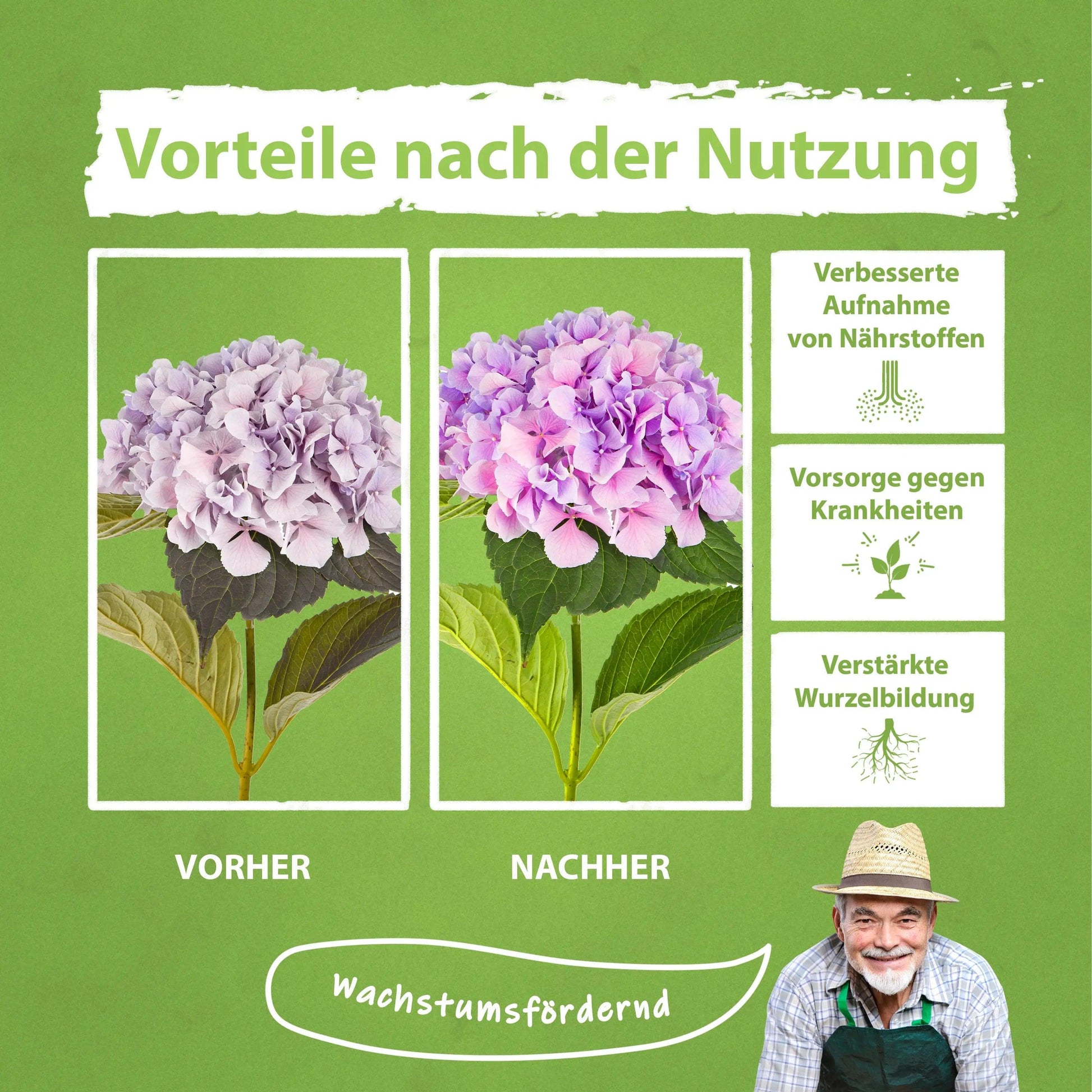 Hortensien Dünger von Flora Boost - Flora Boost