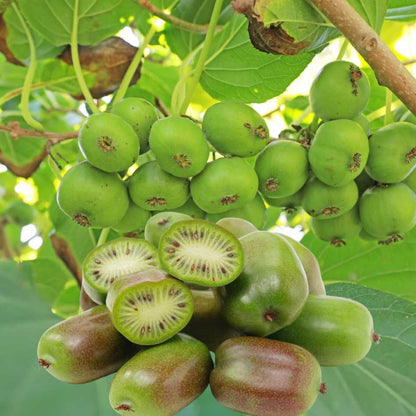Kiwi Kiwibeere Mini - Kiwi Actinidia Issai Kiwi - Flora Boost