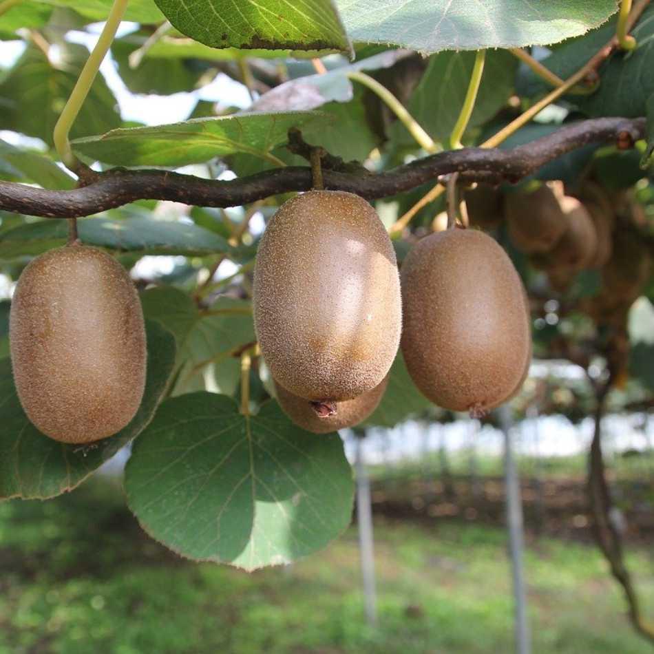 Kiwi Pflanze winterharte große Früchte - Flora Boost