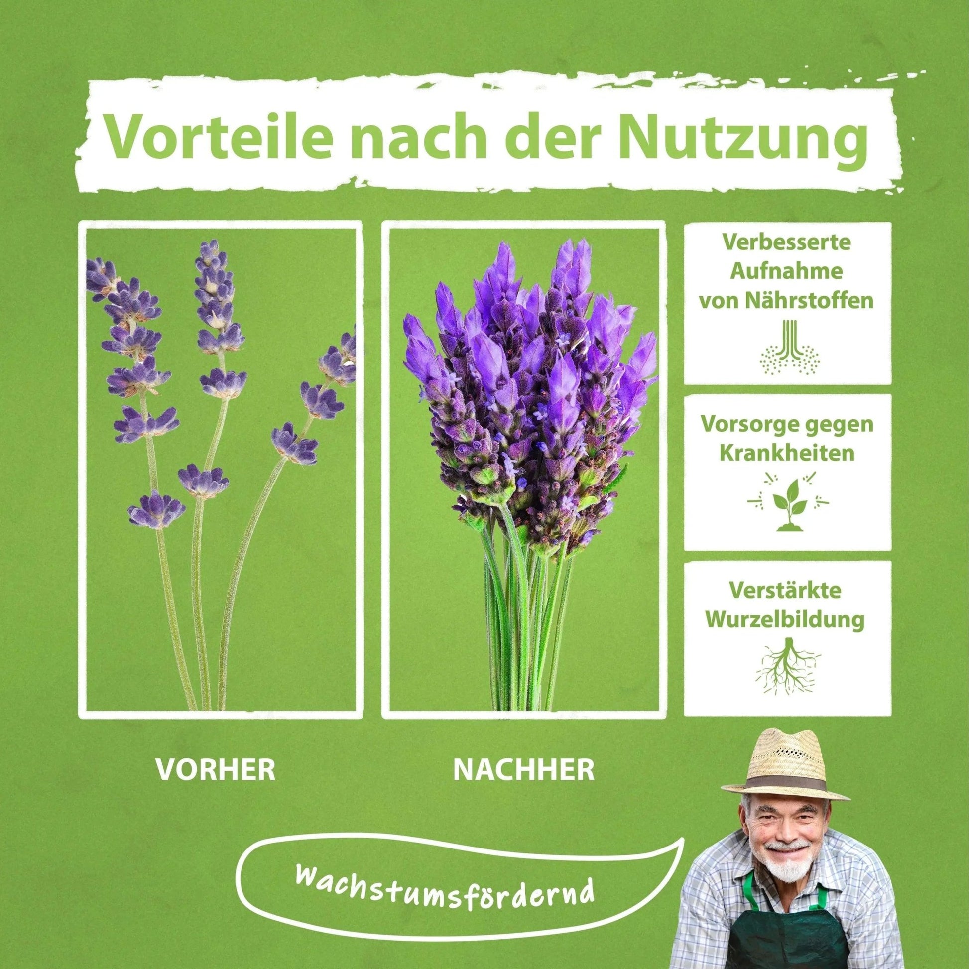 Lavendel Dünger von Flora Boost für gesunde Pflanzen und blühenden Garten