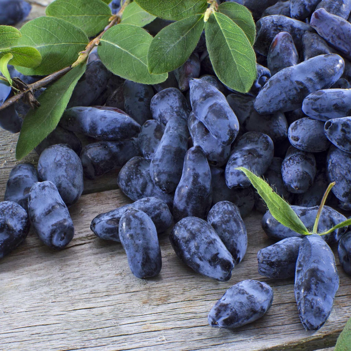 Maibeeren Pflanzen Honigbeere Lonicera kamtschatica - Flora Boost